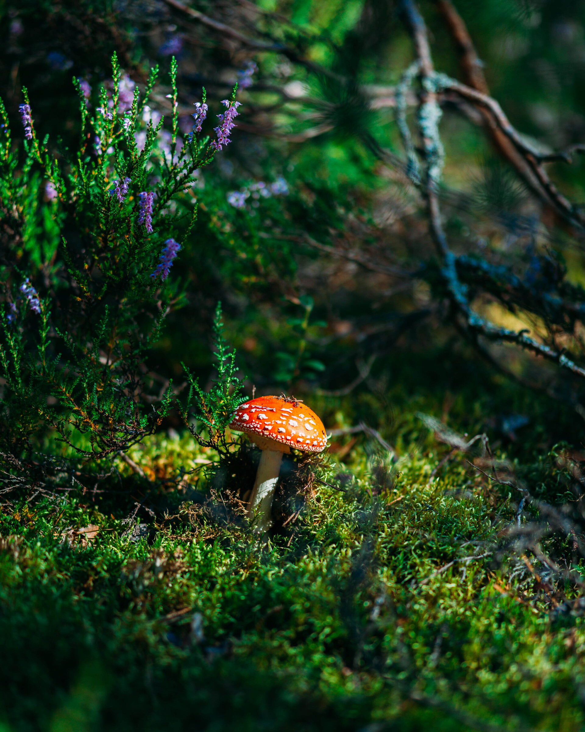 Pexels nikita grishin 10369548