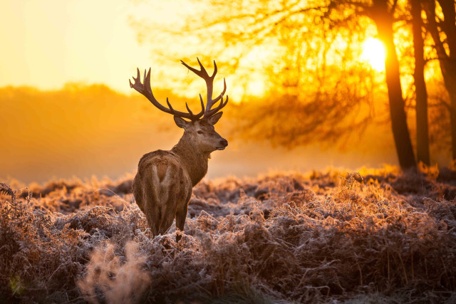 Shutterstock 120562819 lr